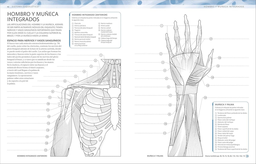 Atlas De Anatomía Para Colorear (The Human Body Coloring Book): Guía De Estudio (Spanish Edition)