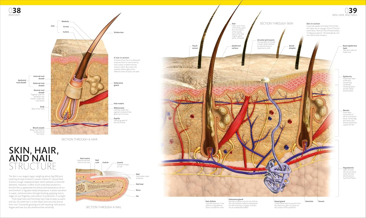 The Complete Human Body: the Definitive Visual Guide (DK Human Body Guides)