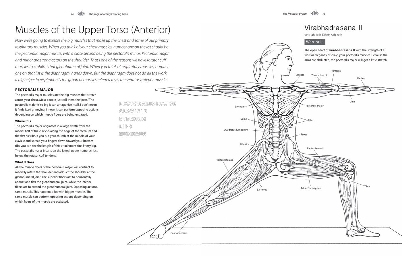 Yoga Anatomy Coloring Book: a Visual Guide to Form, Function, and Movement - an Educational Anatomy Coloring Book for Medical Students, Yoga ... & Adults (Volume 1) (Anatomy Coloring Books)