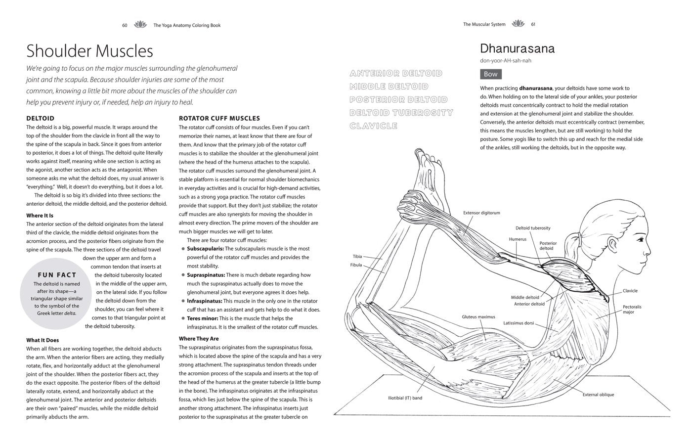 Yoga Anatomy Coloring Book: a Visual Guide to Form, Function, and Movement - an Educational Anatomy Coloring Book for Medical Students, Yoga ... & Adults (Volume 1) (Anatomy Coloring Books)