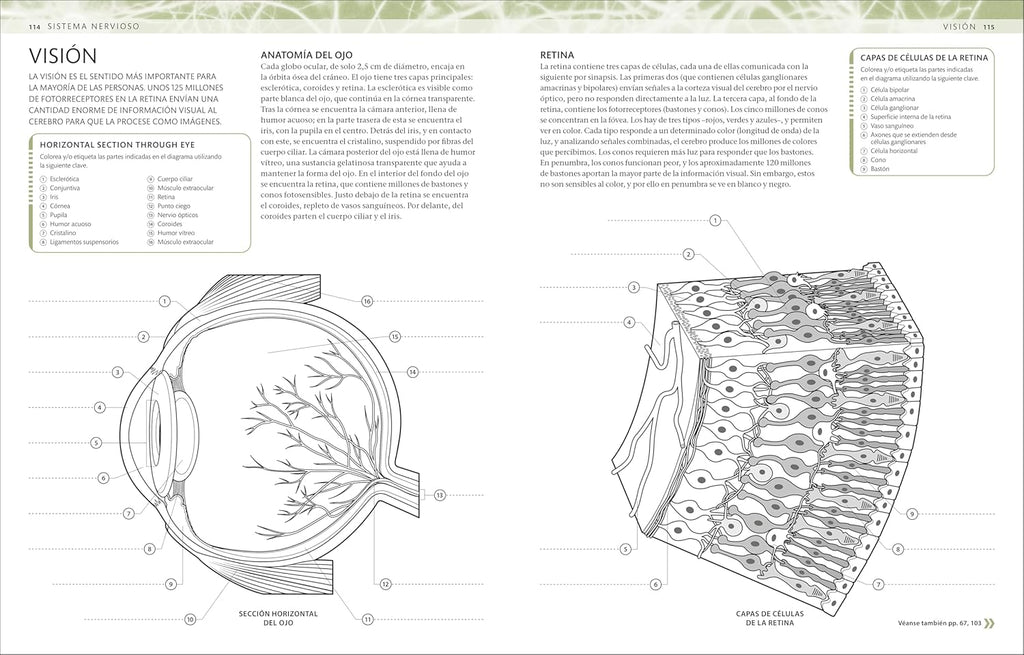 Atlas De Anatomía Para Colorear (The Human Body Coloring Book): Guía De Estudio (Spanish Edition)