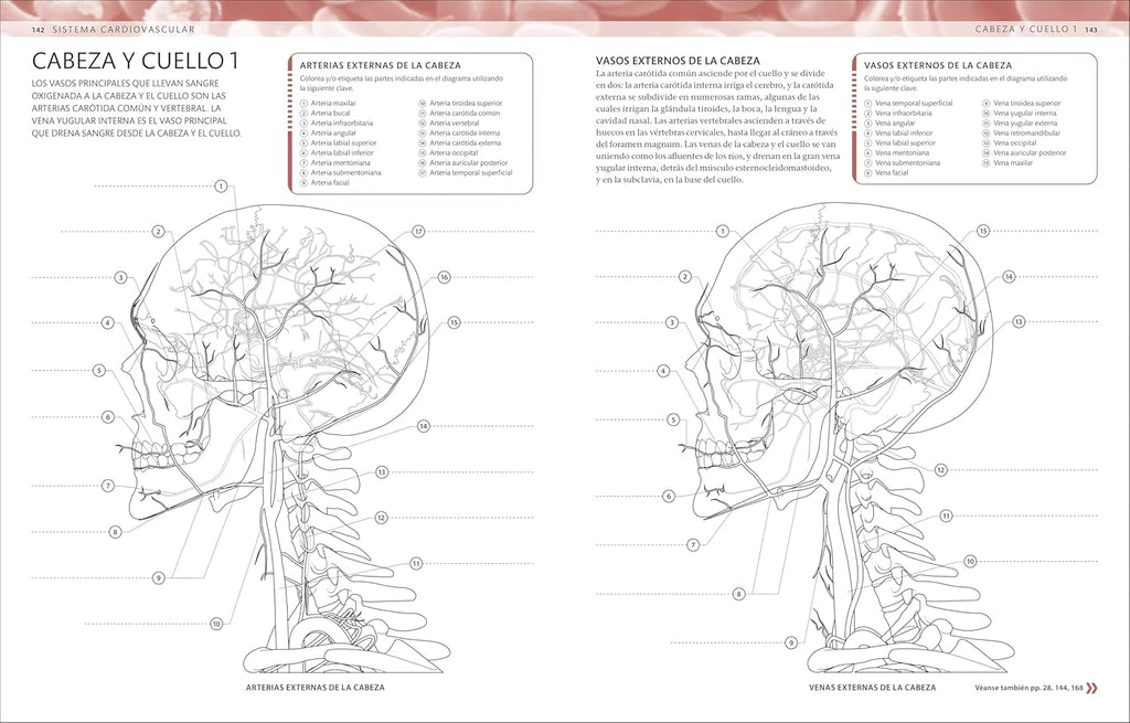 Atlas De Anatomía Para Colorear (The Human Body Coloring Book): Guía De Estudio (Spanish Edition)