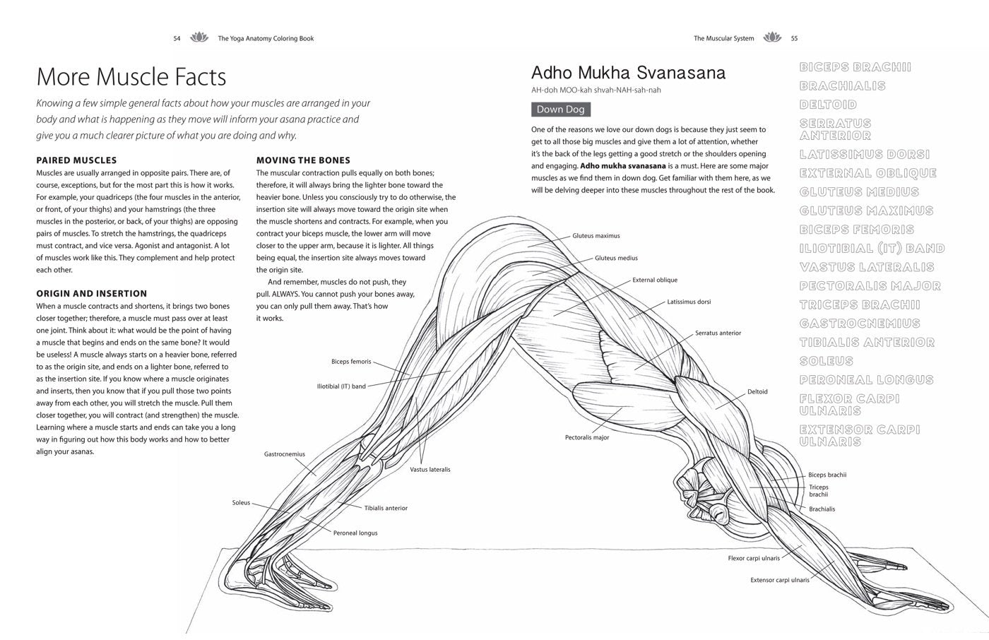 Yoga Anatomy Coloring Book: a Visual Guide to Form, Function, and Movement - an Educational Anatomy Coloring Book for Medical Students, Yoga ... & Adults (Volume 1) (Anatomy Coloring Books)