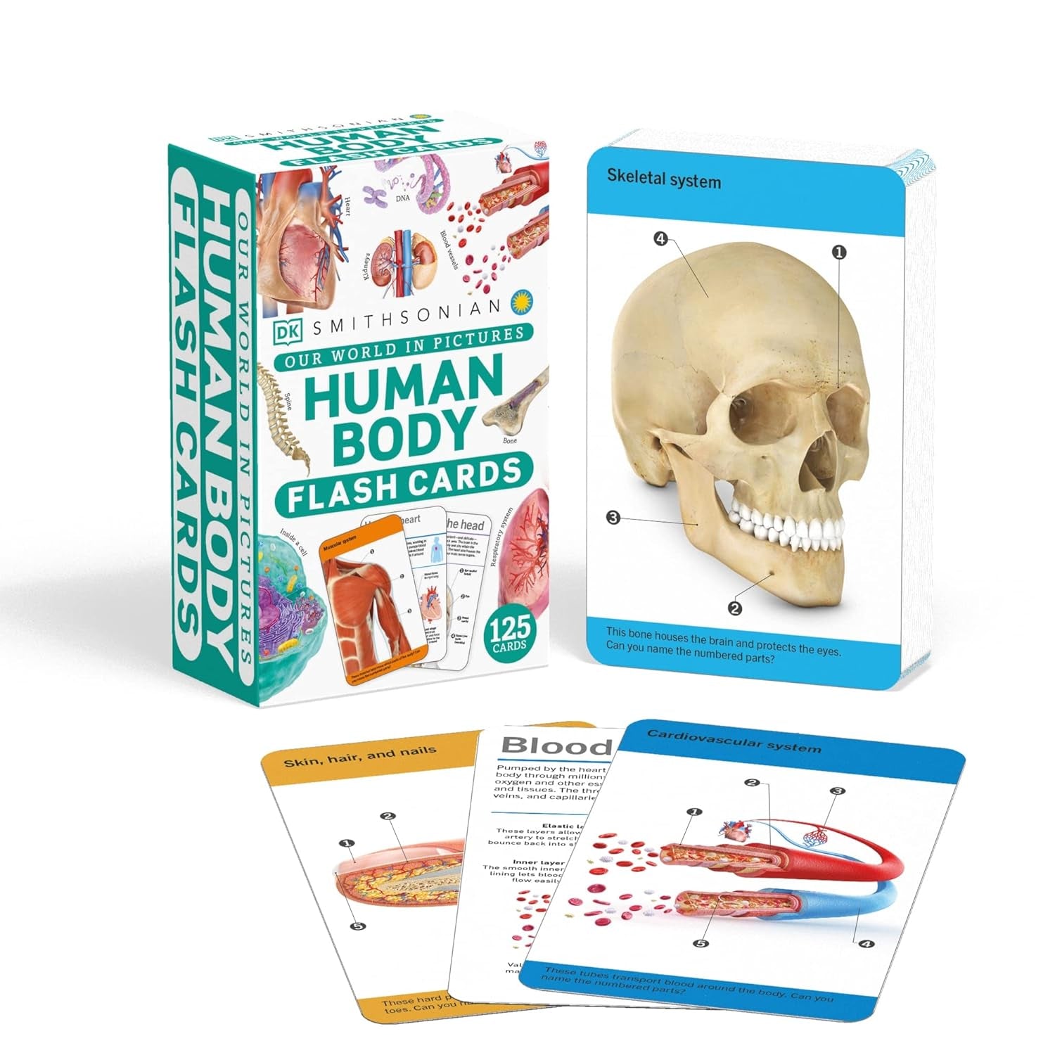 Anatomy Flash Cards – Visual Learning Set of the Human Body with Detailed Pictures and Terms