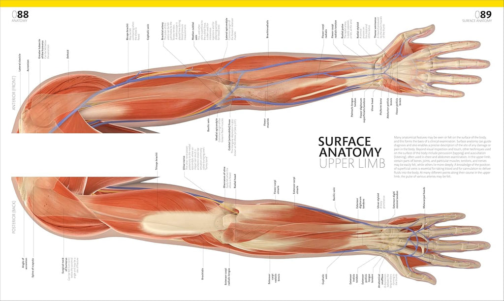 The Complete Human Body: the Definitive Visual Guide (DK Human Body Guides)