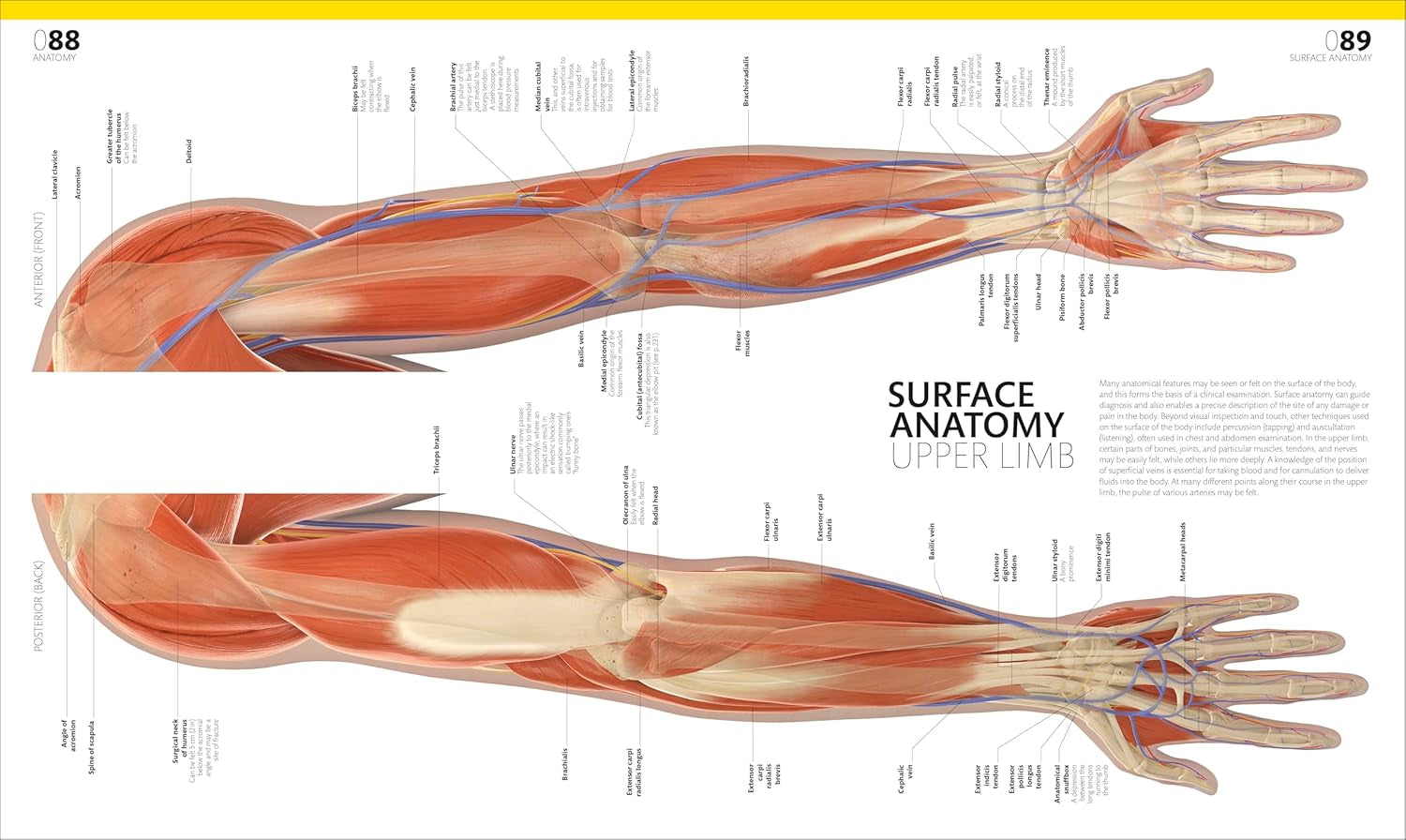 The Complete Human Body: the Definitive Visual Guide (DK Human Body Guides)