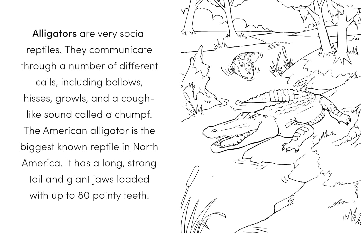 Coloring Book Box Set: 3 Books for Coloring Fun and Awesome Facts about Dinosaurs,Bugs,And Wild Animals(Perfect Gift for Kids Ages 3-7) (A Did You Know? Coloring Book)