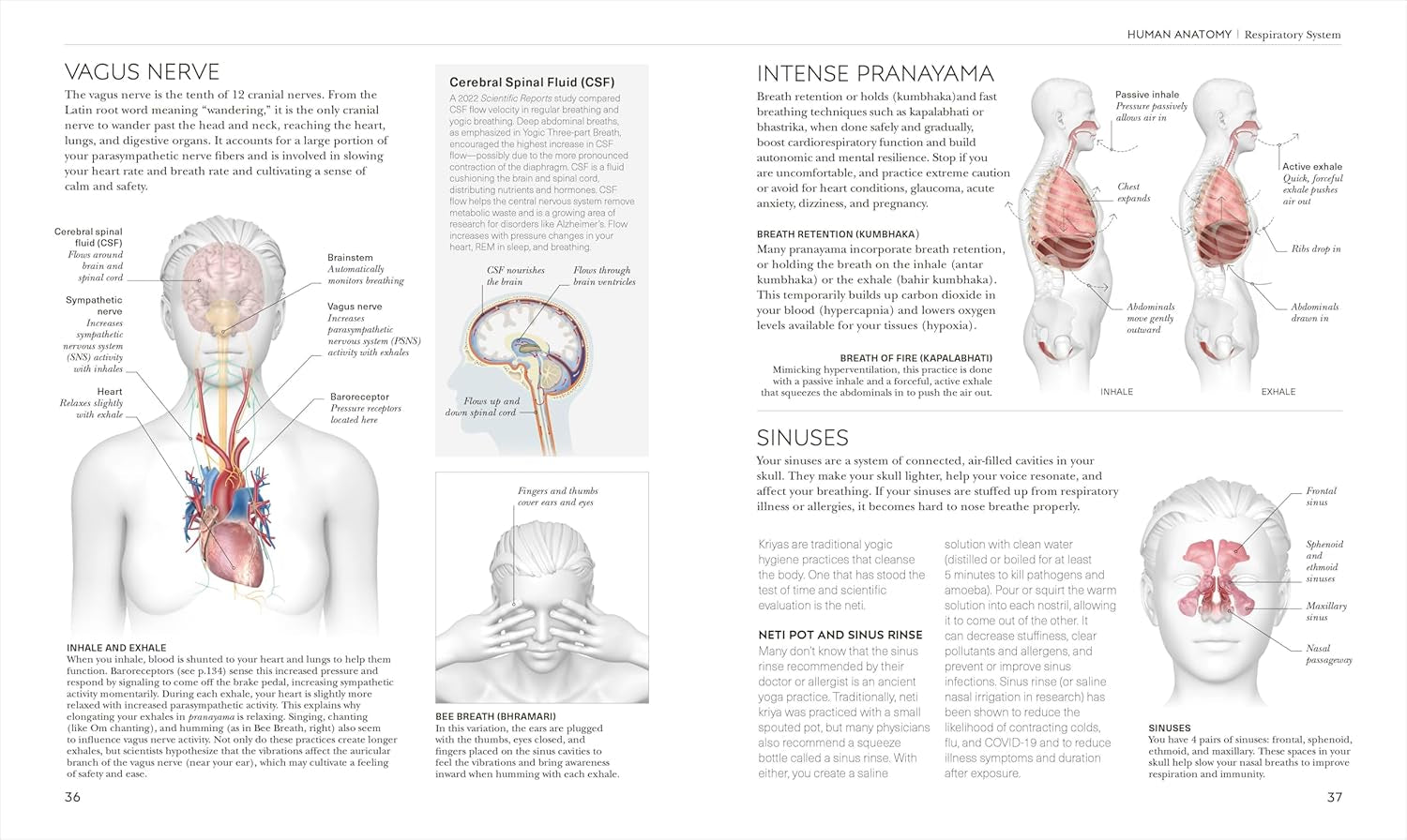 Science of Yoga: Understand the Anatomy and Physiology to Perfect Your Practice (DK Science Of)
