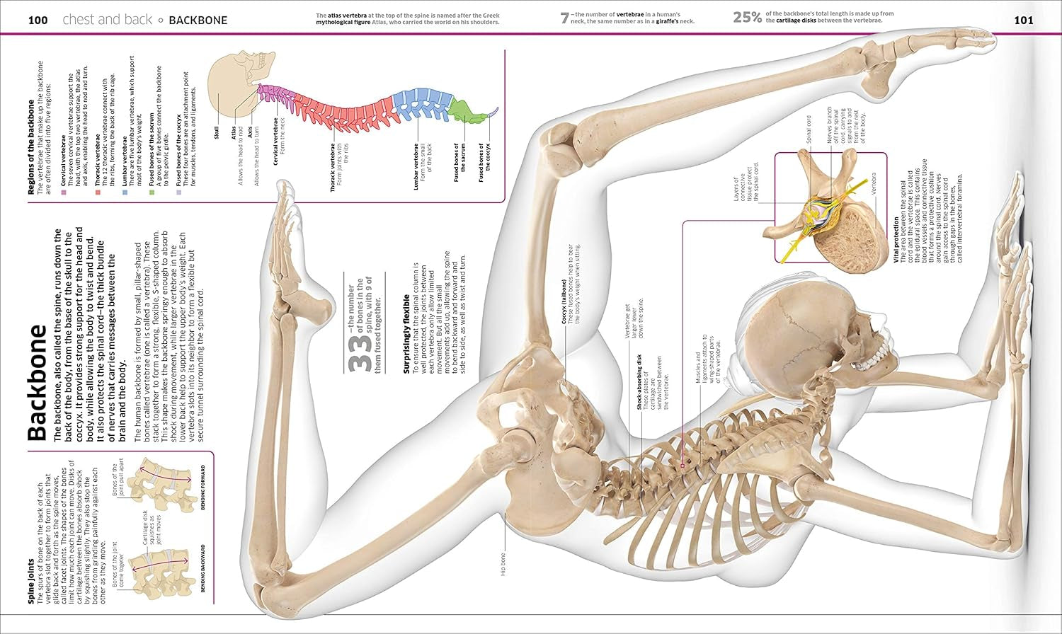 Human Body Book for Kids and Adults – Fun and Educational Anatomy Guide with Full-Color Diagrams